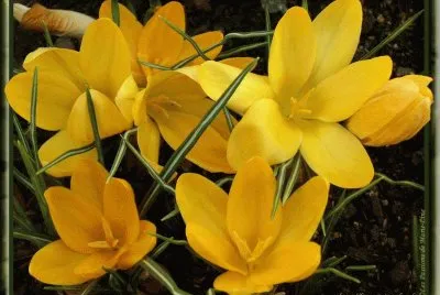 crocus