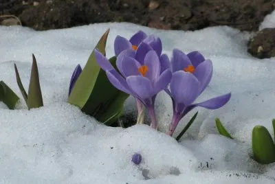 crocus