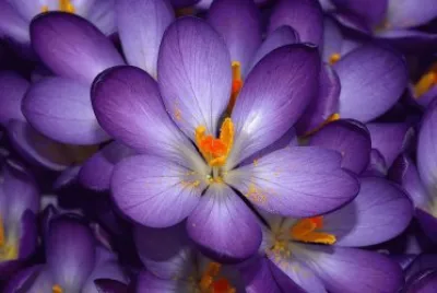 crocus