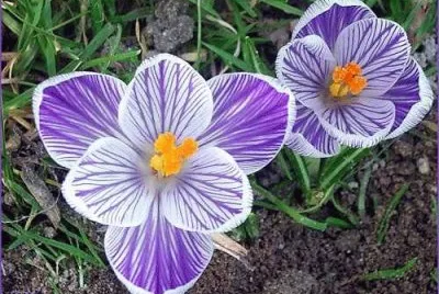 crocus