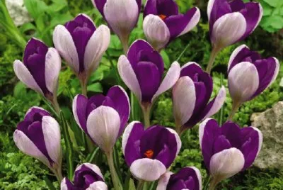 crocus