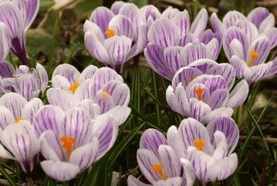 crocus