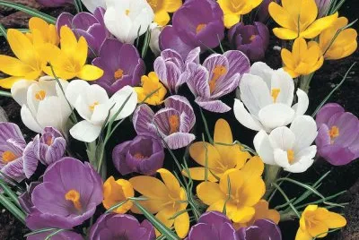 crocus