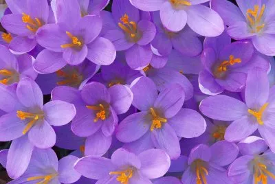 crocus