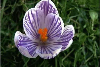 crocus
