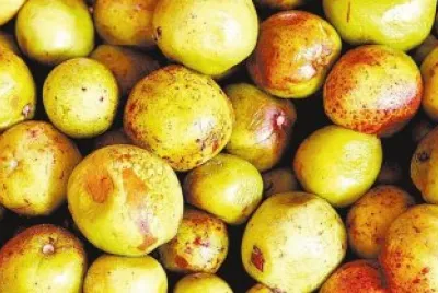 פאזל של Mangaba - Bahia