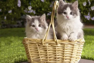 Gaticos