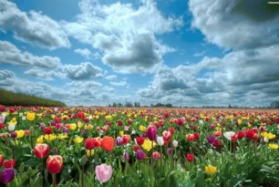 Flores