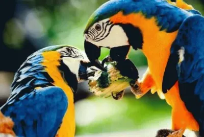Parrots