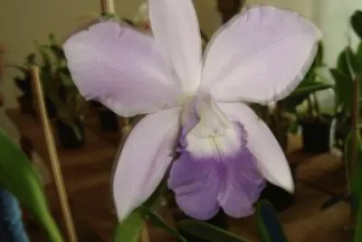 natureza