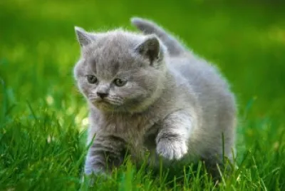 Gatico