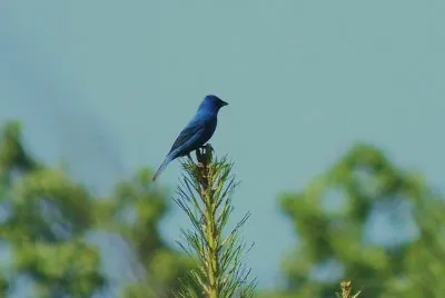 Indigo Bunting
