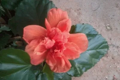 TULIPAN NARANJA
