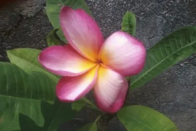 ROSA DE MAYO