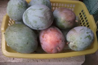 MANGOS DE MI ARBOL