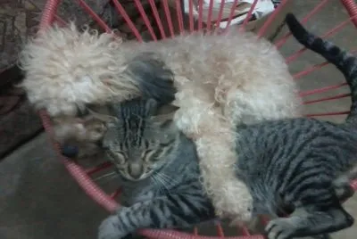 BOLITA Y BIGOTES