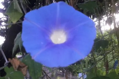CAMPANITA AZUL