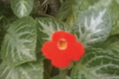 FLORECITAS
