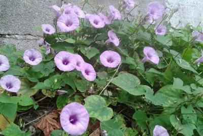 FLORES