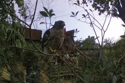 PAJARITO