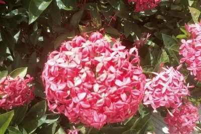FLORECITAS_2
