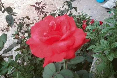 ROSA