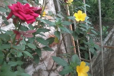 ROJO Y AMARILLO