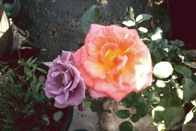 ROSAS