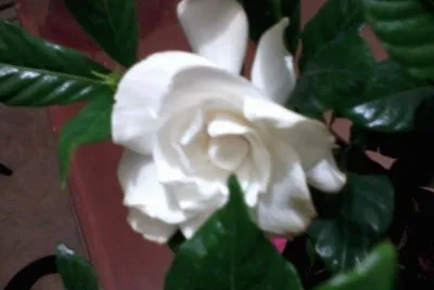 GARDENIAS