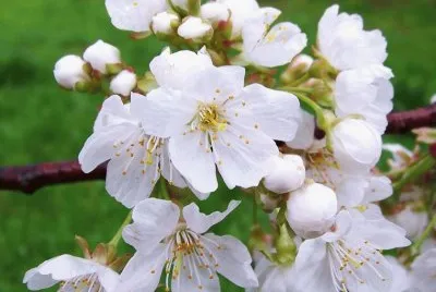 Flor de ciderer