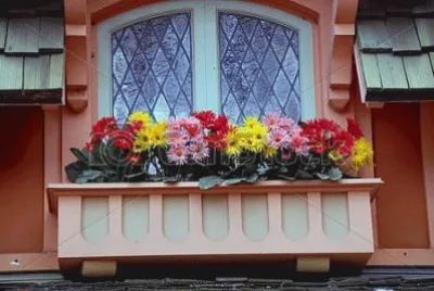 Gerberas na sacada