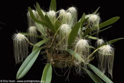 plante jigsaw puzzle