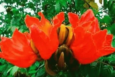 EspatÃ³dia Vermelha