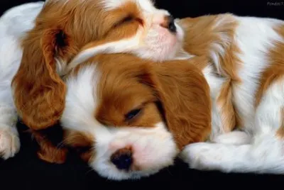 Perritos