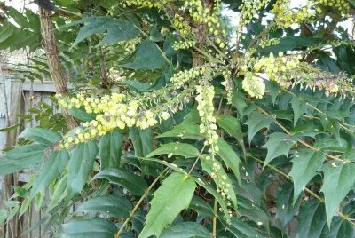 mahonia