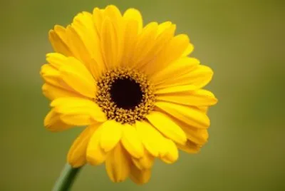 gerbera