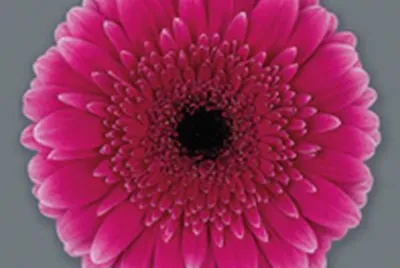 gerbera