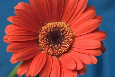 gerbera