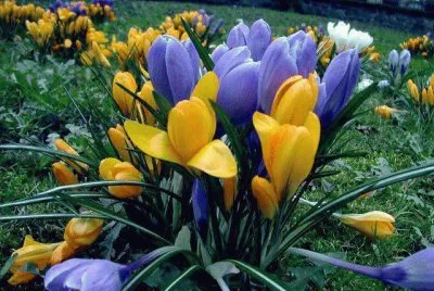 flores