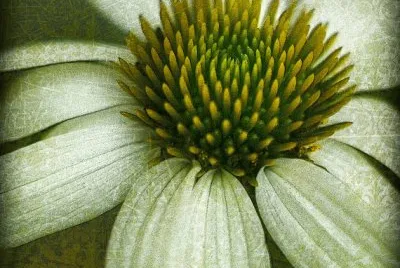 White Echinacea Damas
