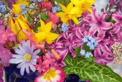 Spring Flowers from the Garden