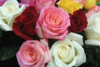 Pink white rose Flower