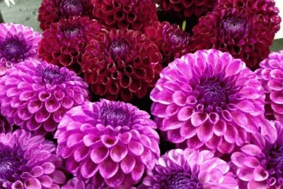 Dahlia 's