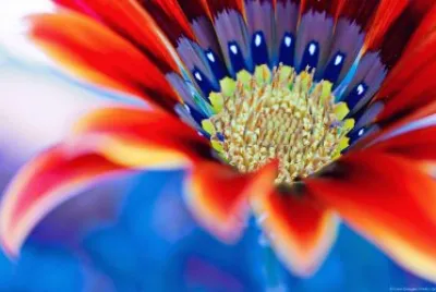 Red Flower