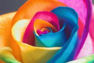 Colorful flower