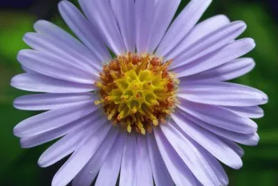 aster
