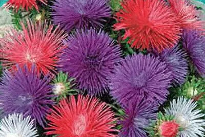 aster