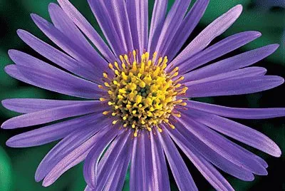 aster
