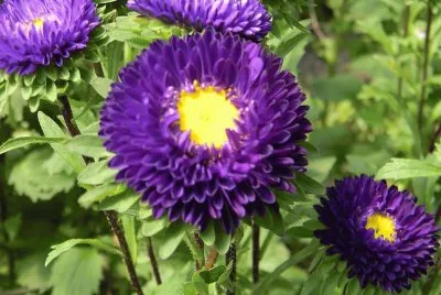aster