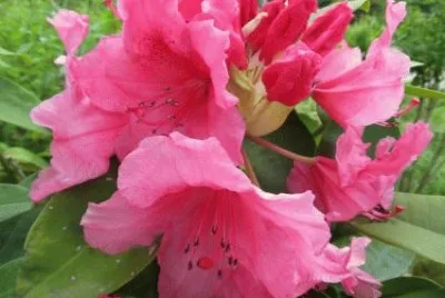Spring Flower